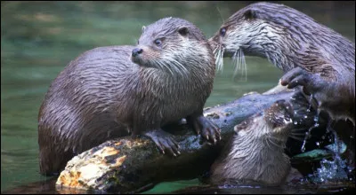 Tout d'abord, quel est le nom scientifique de la loutre europ&eacute;enne ?