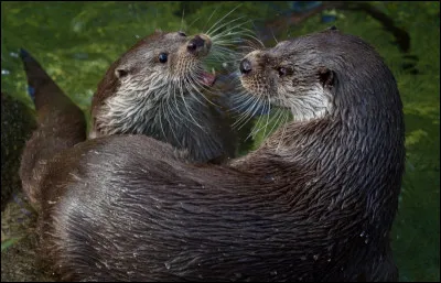 Quel est le poids d'une loutre europ&eacute;enne adulte ?