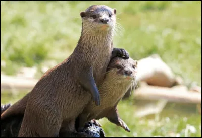 Quelle est l'esp&eacute;rance de vie moyenne d'une loutre europ&eacute;enne dans son milieu naturel ?