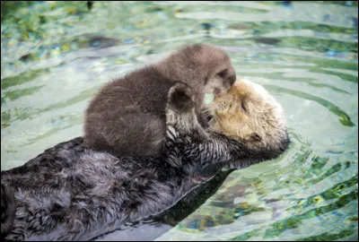 Combien de b&eacute;b&eacute;s la loutre europ&eacute;enne naissent par port&eacute;e ?