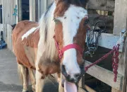 Test Ta vie de cavalière - Ton cheval (1)