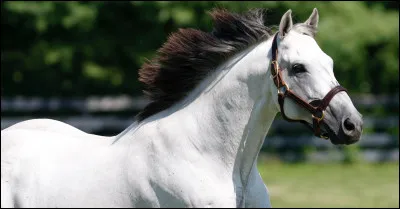 Quelle est ta robe de cheval pr&eacute;f&eacute;r&eacute;e ? (4)