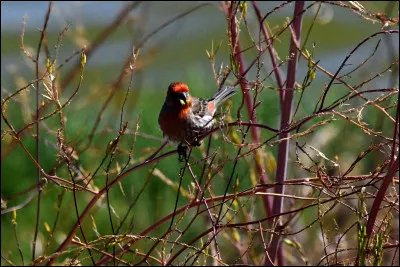 Il y a trois oiseaux sur une branche. Si le chasseur tire sur un, combien d&rsquo;oiseaux restent sur la branche ?