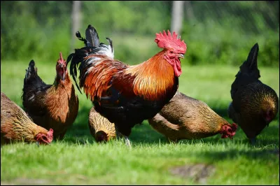 Un coq est perch&eacute; sur le toit d&rsquo;une maison orient&eacute;e vers l&rsquo;est. Il pond un &oelig;uf. De quel c&ocirc;t&eacute; de la maison l&rsquo;&oelig;uf va-t-il tomber ?