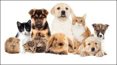 Aimes-tu les animaux ?