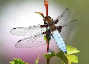 Quiz Libellule ou demoiselle ?