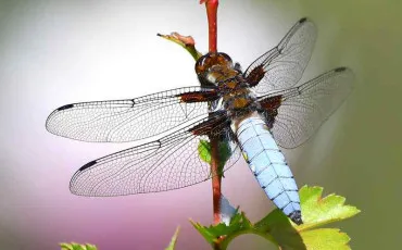 Quiz Insectes