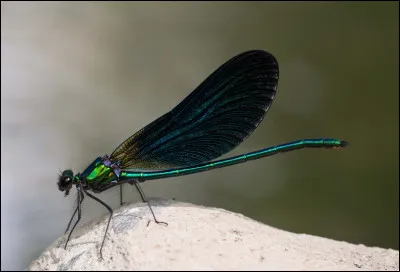 Et ici, est-ce une libellule ou une demoiselle ?
