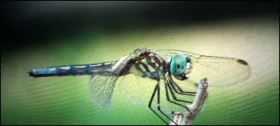 Cet insecte, serait-ce une libellule ?