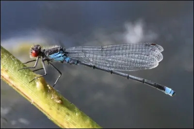 Et cet insecte, serait-ce une demoiselle ?