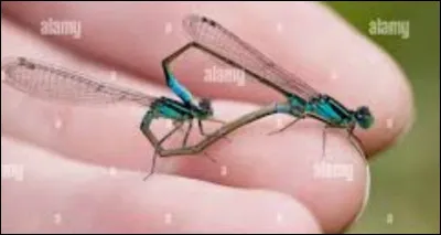Et cette image, montre-t-elle l&rsquo;accouplement des demoiselles ou celui des libellules ?
