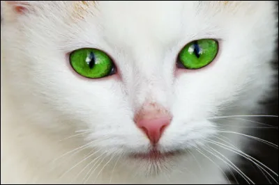 De quelle couleur voudrais-tu tes yeux ?