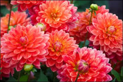Quelle fleur pr&eacute;f&egrave;res-tu ?