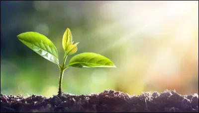 Quel gaz les plantes absorbent-elles principalement ?