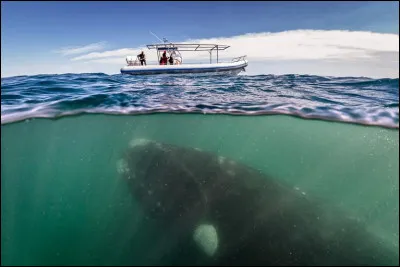 Quel est l&rsquo;animal le plus grand du monde ?