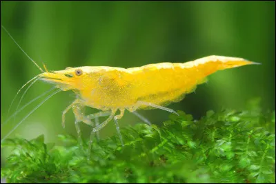 O&ugrave; se trouve le c&oelig;ur d'une crevette ?