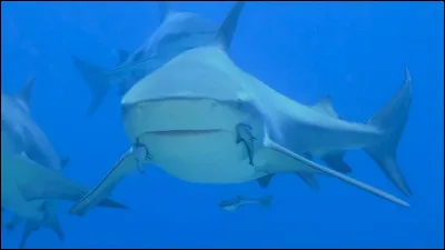 Quelle partie du corps d'un requin continue &agrave; se renouveler tout au long de sa vie ?