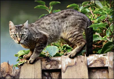 Quel est cet animal ?