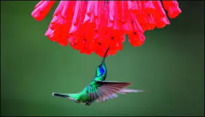 Lequel de ces oiseaux est capable de dormir en volant ?