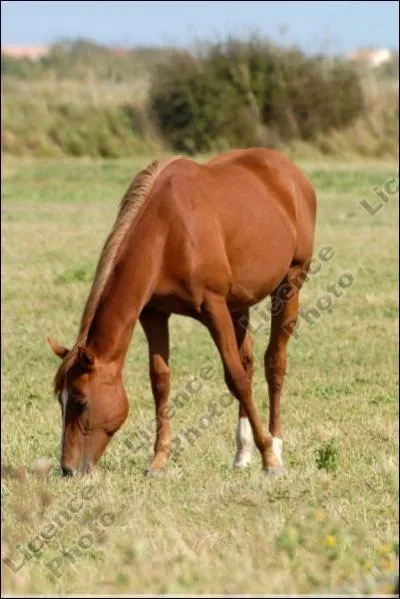 Quelle est la couleur de robe de ce cheval ?