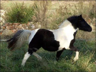 Quelle est la couleur de robe de ce cheval ?