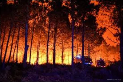Comment appelle-t-on les plantes qui tirent profit du feu, que &ccedil;a soit pour cro&icirc;tre ou se reproduire ?