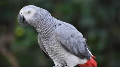 Compl&eacute;tez le nom de cet oiseau originaire d'Afrique : le gris...