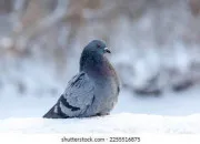 Quiz Le pigeon - Partie 1 : santé et alimentation
