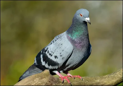 Quel est le poids moyen d'un pigeon adulte ?