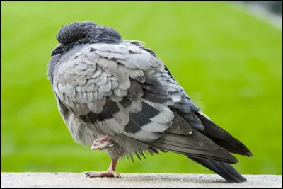 Quelle est la maladie la plus courante chez le pigeon ?