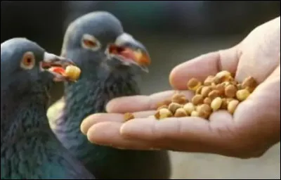 Combien de fois par jour faut-il nourrir un pigeon adulte ?