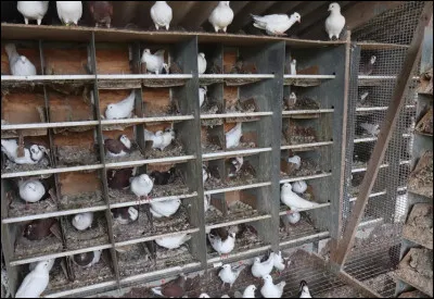 De combien d'espace un pigeon a-t-il besoin au minimum ?