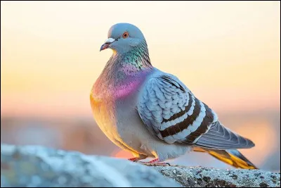 Quelle est la dur&eacute;e moyenne de vie d'un pigeon ?