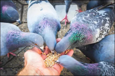 Quel est le r&eacute;gime alimentaire du pigeon ?