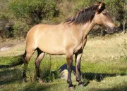 Quiz Les races de chevaux