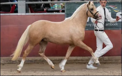 Quelle est cette race de cheval ?