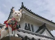 Quiz Les noms des animaux en japonais /partie 1 : les félins