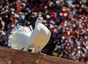 Quiz Le pigeon - Partie 2 : les différentes races