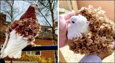 Quelle est cette race de pigeon ?