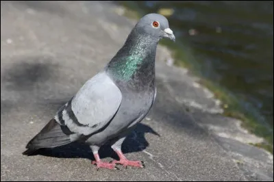 Celui-l&agrave;, tout le monde le conna&icirc;t ; quand on dit ''pigeon'' c'est toujours lui qu'on a en t&ecirc;te.Par contre son nom... tout le monde ne le conna&icirc;t pas...C'est...