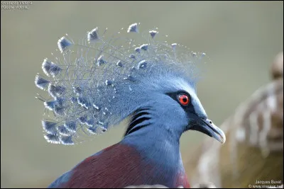 Quel est le nom de ce magnifique pigeon ?