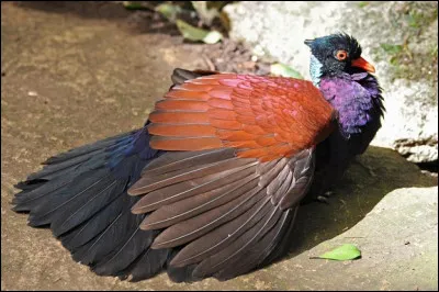 Quel est ce dr&ocirc;le d'oiseau ?