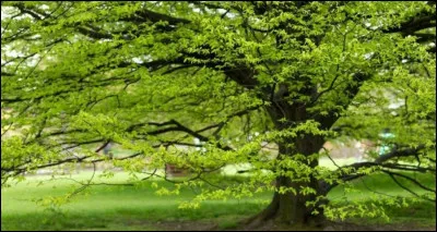 Quelle fonction a le mot "arbori" ? (arbor, arboris, f&eacute;minin : arbre)