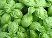 Quiz 100% Basilic : le quiz qui sent bon l'été