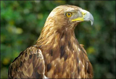 Tout d'abord, &agrave; quoi diff&eacute;rencie-t-on un aigle royal jeune d'un adulte ?