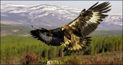 Comment l'aigle royal chasse-t-il ?