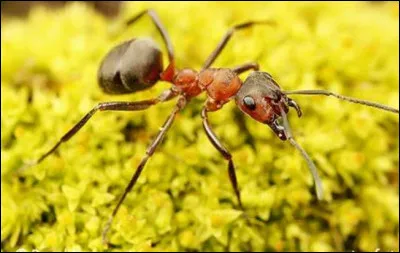 Promis, c'est la derni&egrave;re question sur les fourmis rousses ! Pour nous mordre, elles utilisent un acide qui sent...