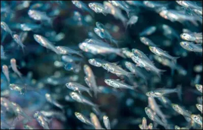 Comment se nomment ces petits poissons ?