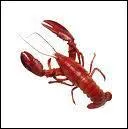 Quel est cet animal ?