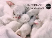 Quiz Retrouvez sa mère - partie 1 : les chatons